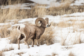 Wintering Bighorn Sheep in Lamar Valley of Yellowstone National park