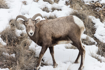 Wintering Bighorn Sheep in Lamar Valley of Yellowstone National park