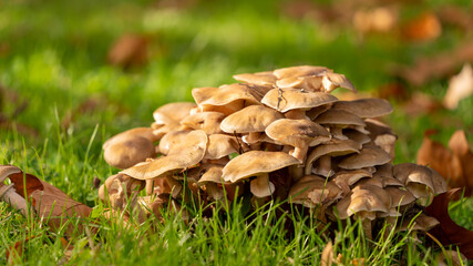 
Nice gathering of oyster mushrooms, beige mushrooms, in the lush grass, among the autumn leaves