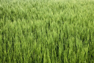 green grass background