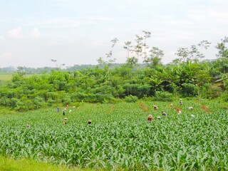 a farmer clearing pests in the cornfield
