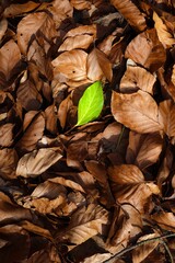 autumn leaves on the ground