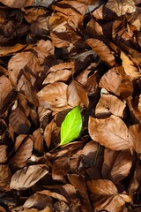 autumn leaves on the ground