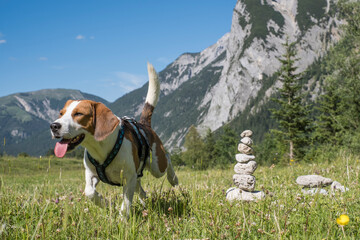 Laufender Beagle
