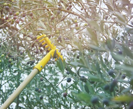 tool for harvesting olives