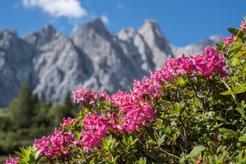 Alpenrosenbl&uuml;te im Karwendel