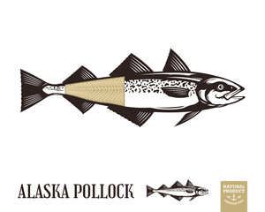 Vector Alaska pollock fish illustration isolated on white background