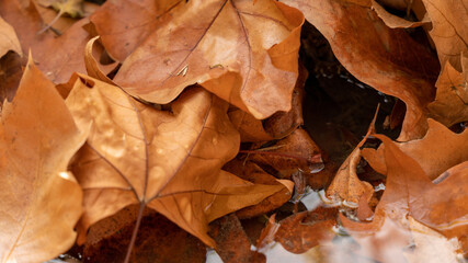 Autumn leaves in the stream water, close-up