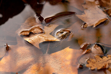 
Frog in the stream, sheltered under the autumn leaves, with ocher hues
