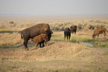 Bison in Grand Teton National  Park with Smoke filled Skies from Large Fires
