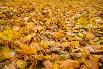 Trockene Blätter / Laub im Herbst