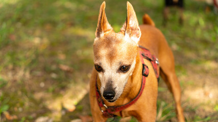 Portrait of a beautiful red-haired Pinscher dog walking at the park