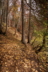 Footpath in Autumn along the Coast of Lake Tovel (Lago di Tovel), Italian Alps, National Park of Adamello Brenta. Trentino Alto Adige, Trento province, Italy, Europe.