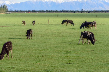 牧草を食む牛たち