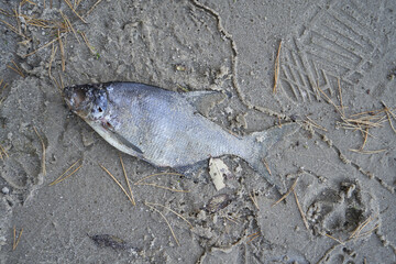 Dead fish lies on the coastal sand close up