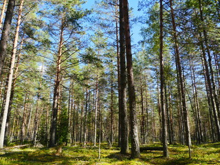 pine trees illuminated by summer sun beautiful forest landscape, low angle view