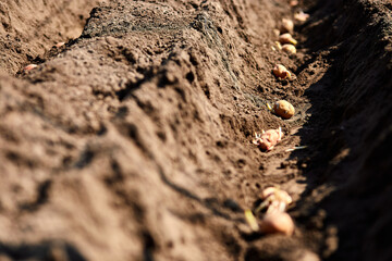 Process of planting potato field in the vegetable garden, close up.