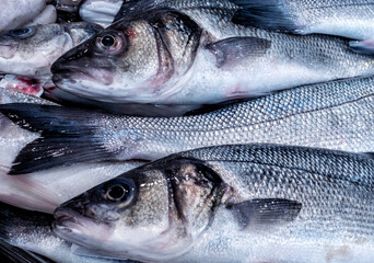 Freshly caught fish at the fish market in Cadiz, Andalucia, Spain