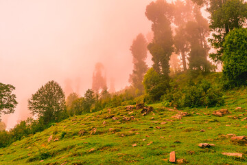 View of alpine meadows & coniferous enroute to Prashar Lake trekk trail. It is located at a height of 2730 m above sea level surrounded by lesser himalayas peaks near Mandi, Himachal Pradesh, India.