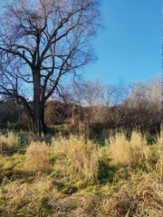 Fototapeta premium trees with fallen leaves against the blue sky in a sunny autumn landscape