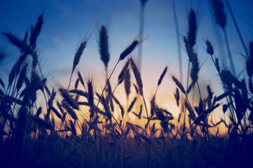 wheat field spikelets in the evening light