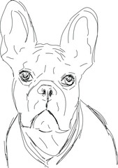 Dog, french bulldog on white background, vector line art illustration.