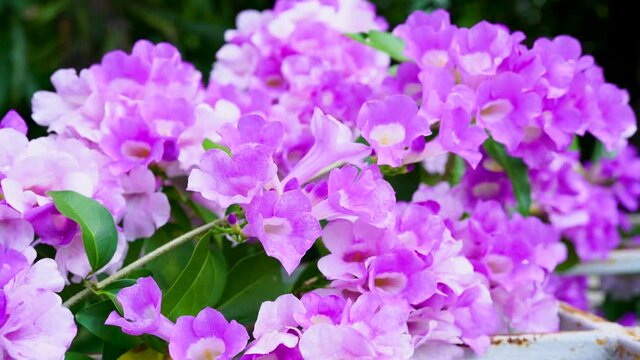 Mansoa alliacea or Garlic vine blooming on tree branches in blur background, Beautiful violet Garlic vine flower.