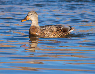 Fototapeta premium duck on the water