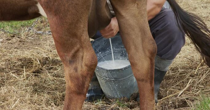 farmer is milking a cow with his hands, the view between the cow's legs
