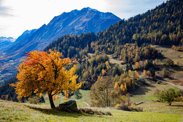 Autumn colours of the forests and mountains in the  Swiss Alps of Valais
