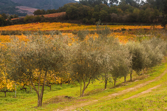 olive grove in vineyards on cloudy day in autumn harvest. Classic. Background of olive grove with colorful leaves in a vineyard