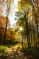 Ein leerer Waldweg mit bunten Herbstlaub Bäumen und einem Sonnenstern. Natur, Einsamkeit.