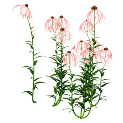 3D Rendering Cone Flowers on White