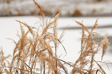 Fototapeta premium Yellowed autumn grass close up