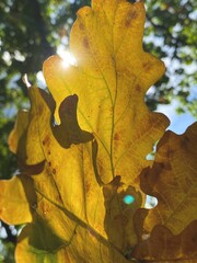 autumn maple leaves