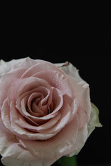ピンクのバラ　背景は黒　nikonZ6にてマクロ撮影
水をスプレーして水滴を演出