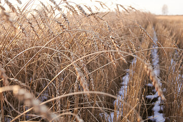 Fototapeta premium Late autumn golden wheat harvest