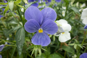 Beautiful pansy blue viola flower closeup