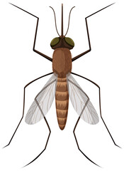 Mosquito on white background