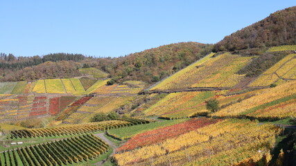 Bunte Weinberge im Herbst über dem Ahrtal bei herrlichem Sonnenschein