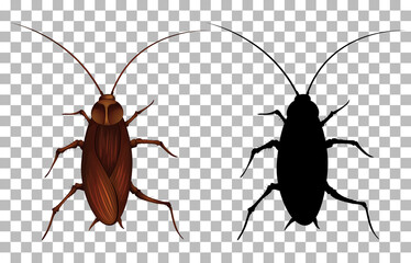 Cockroach on transparent background