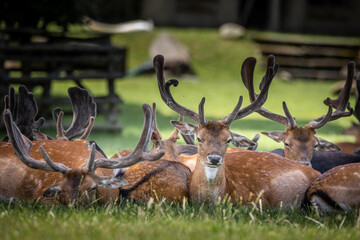 Fallow deer