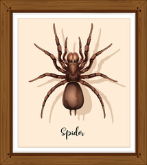 Spider on wwoden frame