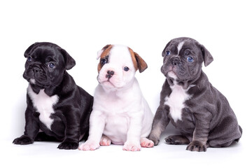 Three beautiful puppies on a white background