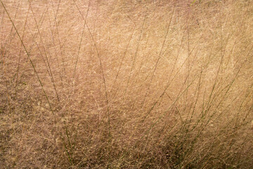 A tangle of yellow dead grass. Blur the blurred image.