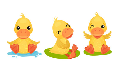 Funny Yellow Duckling Sitting in Puddle and Smiling Vector Set