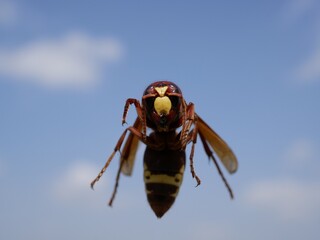 Macrophotograph of a huge Eastern hornet (orientalis Vespa) against a blue sky on a Sunny summer day.