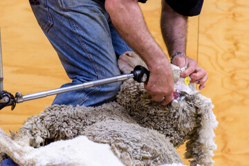 電動散髪機での羊の刈り込み