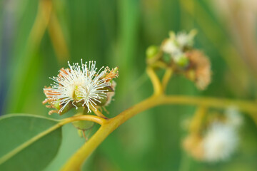Fototapeta premium White flower with green bud seed and leaves of eucalyptus tree on branch close-up.