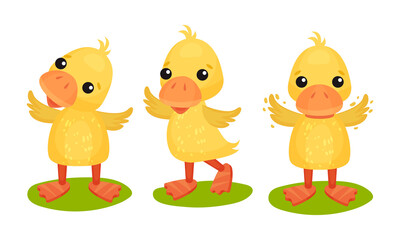 Funny Yellow Duckling Standing and Waving Wings Vector Set